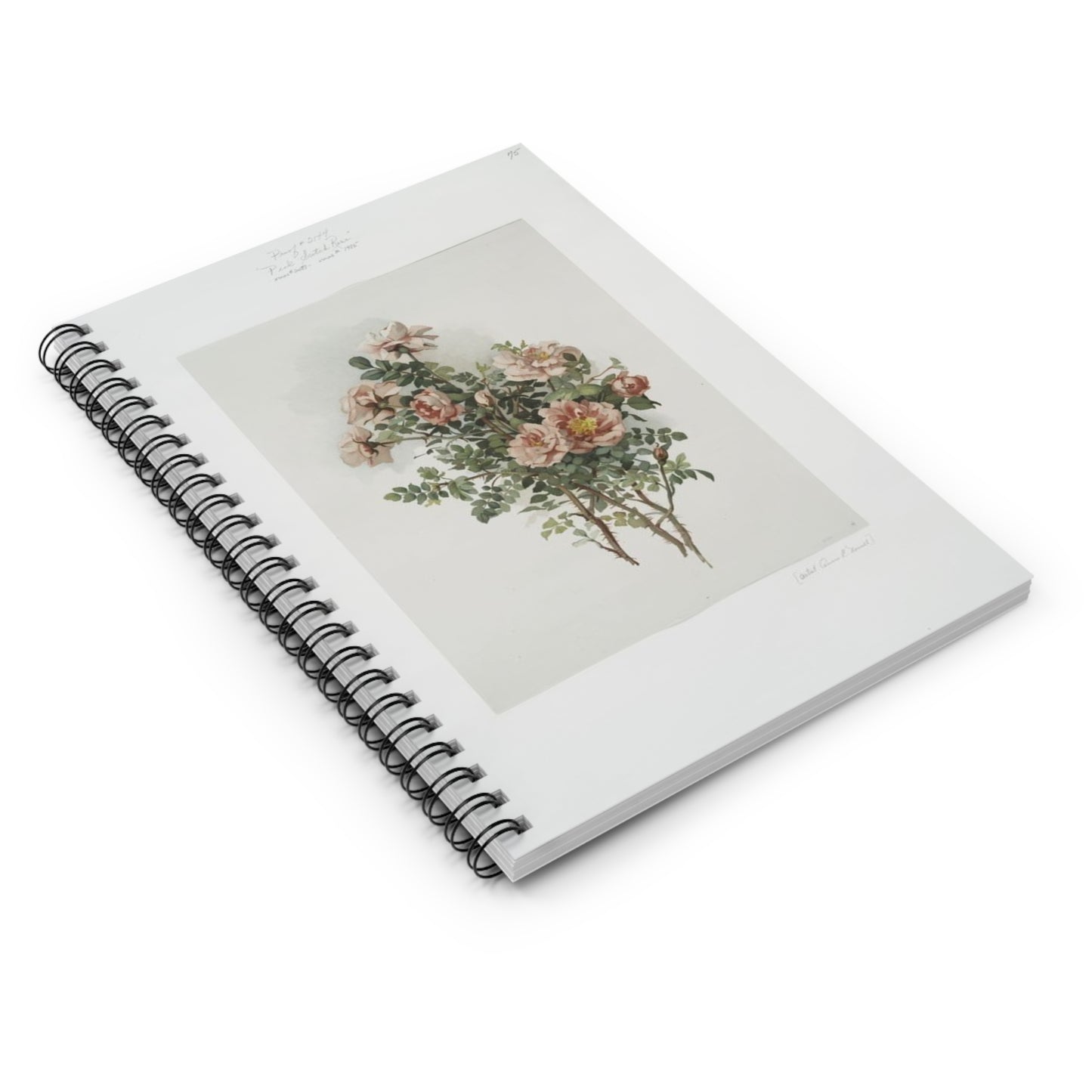 Scotch Roses - Ruled Line Note -