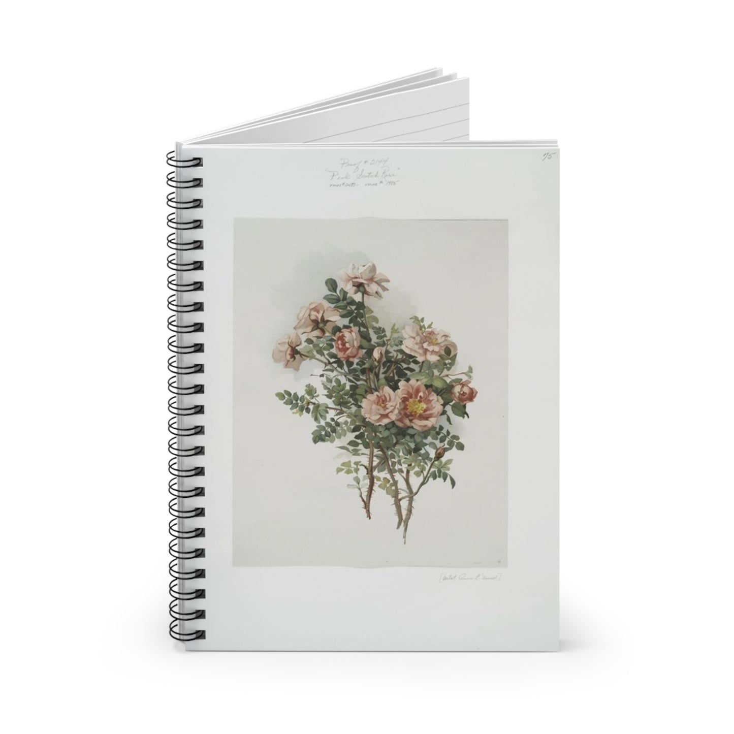 Scotch Roses - Ruled Line Note -