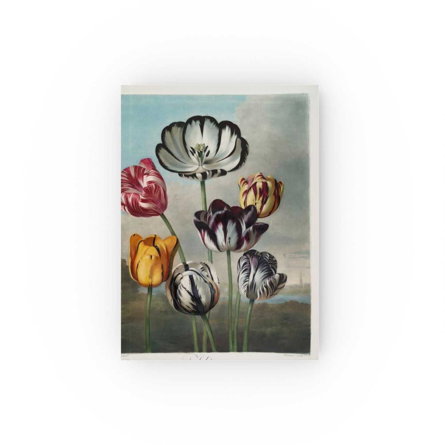 Tulips - Journal Book -