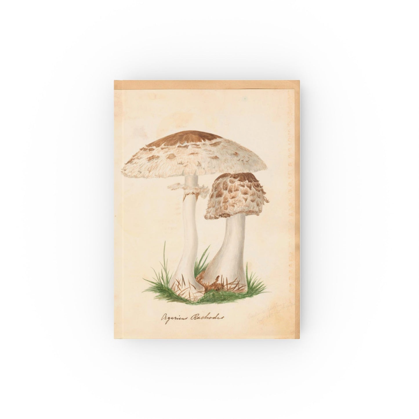 Fungus - Journal Book -