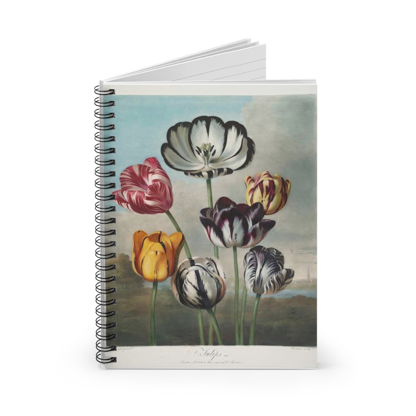 Tulips - Ruled Line Note -