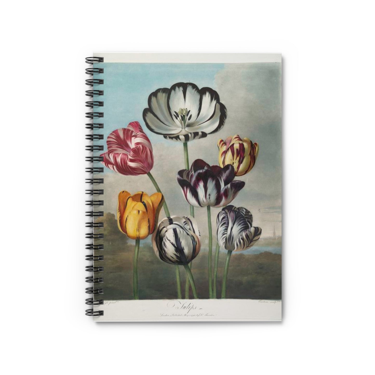 Tulips - Ruled Line Note -