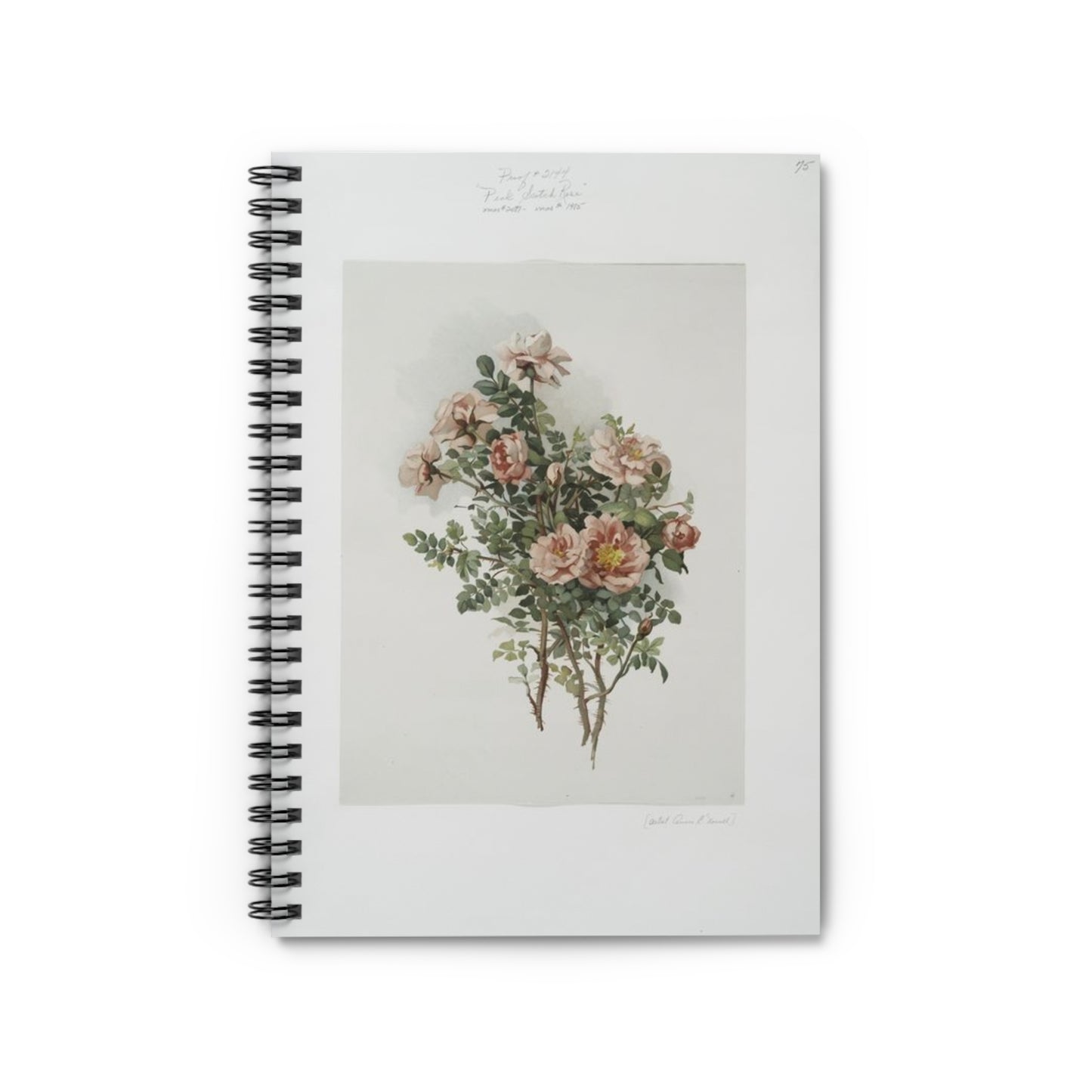 Scotch Roses - Ruled Line Note -